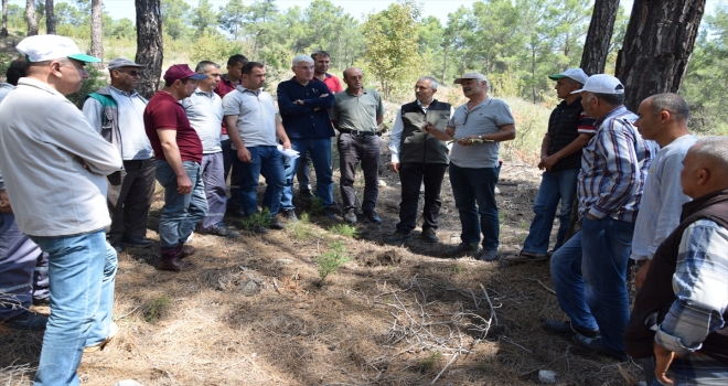 Kumluca'da harnup fidanları aşılanıyor