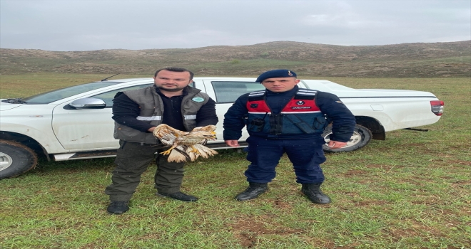 Sivas'ta yaralı bulunan kızıl şahin tedaviye alındı