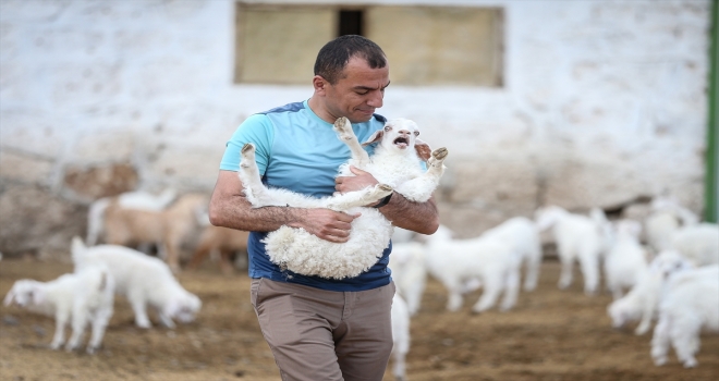 Tiftiğiyle meşhur Ankara keçisinin genini koruyup gelecek nesillere aktarıyorlar