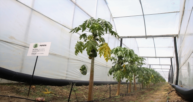 Tropikal meyve üretiminde yeni trend örtü altı papaya 