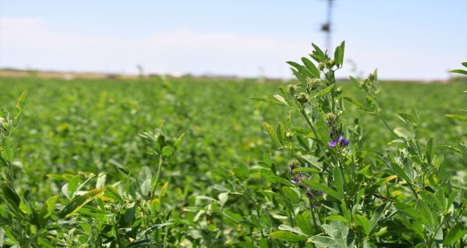 Tuz Gölü Havzası'nda yonca verimi üreticinin yüzünü güldürüyor