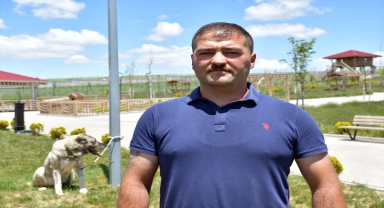 11 yaşındaki safkan Kangal köpeği 