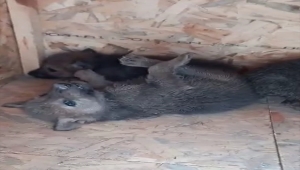 Ağzı bağlı çuvalda ölüme terk edilen 4 kurt yavrusuna Kahramankazan Belediyesi sahip çıktı