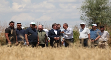 Aksaray'da arpa hasadı başladı