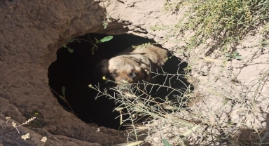 Aksaray'da kuyuya düşen köpeği AFAD ekipleri kurtardı