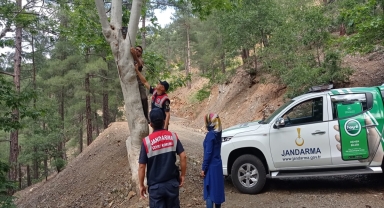Aladağlar Milli Parkı'nda fotokapan sayısı artırıldı