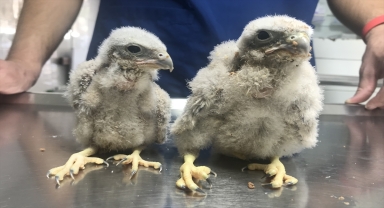 Antalya'da arazide bulunan şahin yavrularına sahip çıkıldı 