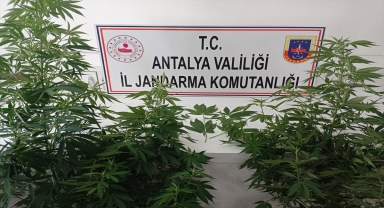 Antalya'da evinde Hint keneviri yetiştirdiği iddia edilen şüpheli yakalandı