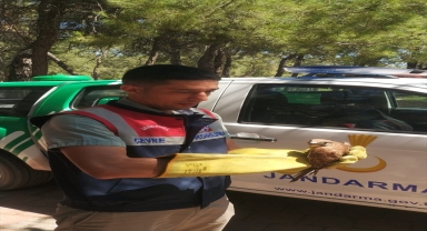 Antalya'da jandarmanın bulduğu yaralı kerkenez tedaviye alındı