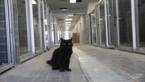 Antalya'da sokak hayvanları için 42 bin metrekarelik rehabilitasyon merkezi