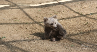 Ayı yavrusu 