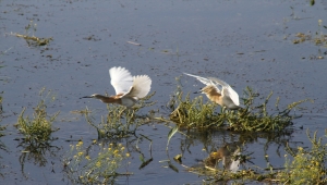 Beyşehir Gölü'nde balıkçılların balık avı objektiflere yansıdı