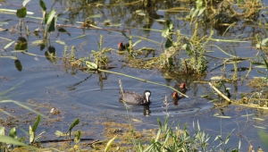 Beyşehir Gölü'nde yavru su kuşları ilgi çekiyor