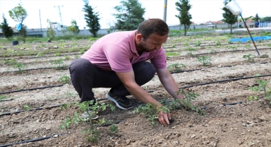 Caminin atıl durumdaki bahçesini meyve ve sebze bahçesine dönüştürdüler