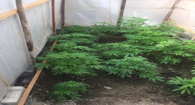 Çubuk'ta 35 kök Hint keneviri ele geçirildi