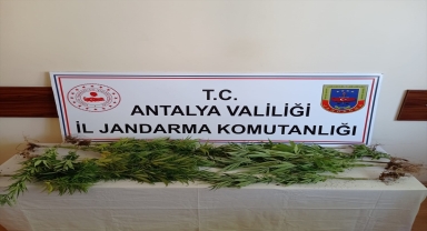 Finike'de Hint keneviri yetiştiren şüpheli yakalandı