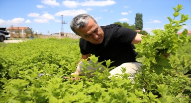 Hollanda'da edindiği tecrübeyle memleketi Kayseri'de melisa yetiştiriyor