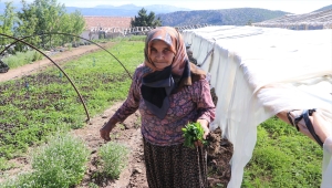 Karamanlı Havva nine yetiştirdiği sebze fideleriyle tarımsal üretime katkı sunuyor