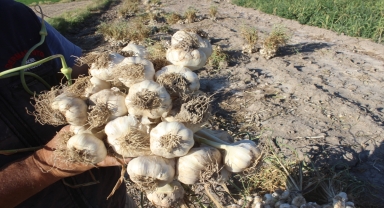 Karapınar'da sarımsak hasadı başladı