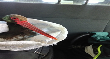 Kayseri'de elektrik teline takılan kara leyleği demiryolu çalışanları kurtardı