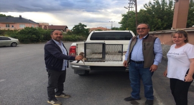 Kayseri'de yaralı bulunan atmaca ve yavru kerkenezler tedavi altına alındı