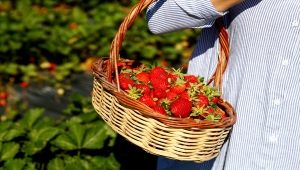 Kayserili üretici vatandaşlara çileği dalından yeme imkanı sunuyor 