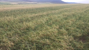 Kırıkkale'de etkili olan dolu tarım arazilerine zarar verdi
