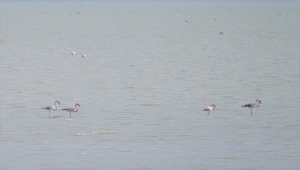 Kırşehir'de doğal yaşam alanlarında izleme ve koruma çalışmaları devam ediyor