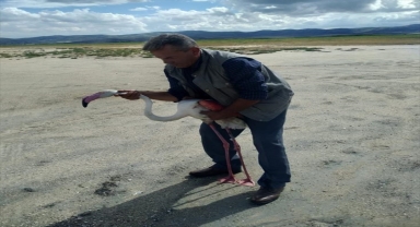 Kırşehir'de yaralı halde bulunan flamingo tedavi edildi