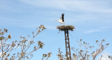 Kocasinan Belediyesinin yaptığı leylek yuvaları misafirlerini ağırlıyor