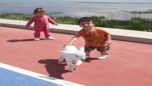 Konya'da küçük Ömer, oğlak 