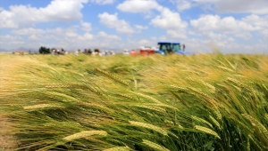 Konya'da kuraklığa dayanıklı hububat tanıtımı