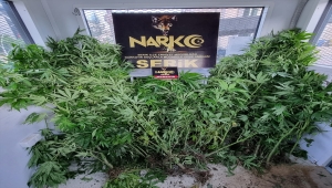 Serik'te portakal bahçesinde kenevir yetiştiren kişi tutuklandı