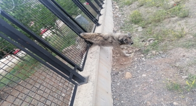 Sivas'ta demir korkuluklara sıkışan köpek ekipler tarafından kurtarıldı