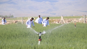 Tarım lisesi öğrencileri teorik bilgileri tarlada pratiğe dönüştürüyor
