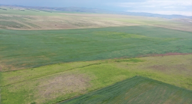 Tritikalenin tohum merkezi Sivas'ta ekim alanı genişletildi