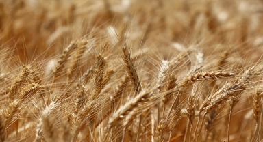 Aksaray'da deneme ekimi yapılan yerli ekmeklik buğday 