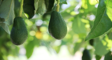 Alanya'da avokado üreticilerinin rekolte beklentisi 60 milyon adet