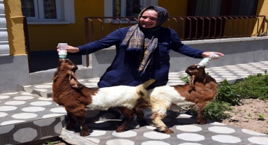 Anneleri ölen ikiz oğlaklar 