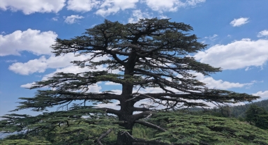 Antalya'da 15 Temmuz şehitlerinin anısı asırlık ağaçlarda yaşatılacak