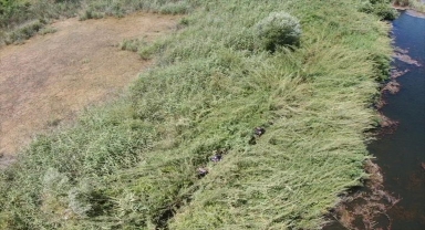 Antalya'da 543 kök Hint keneviri ile 1 kilo 135 gram esrar ele geçirildi