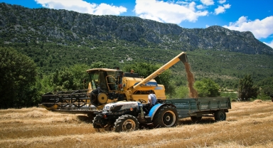 Antalya'da atıl alanlara ekilen ata tohumu buğdaylar hasat edildi