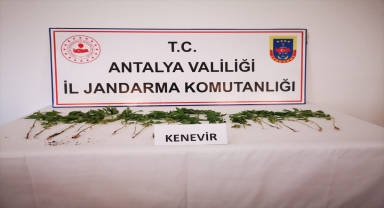 Antalya'da bahçesinde Hint keneviri yetiştirdiği öne sürülen şüpheli yakalandı