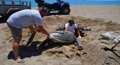 Antalya'da denizde ölü yeşil deniz kaplumbağası bulundu