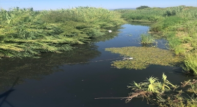 Antalya'da Nifrit Çayı'ndaki kirliliğin otel lojmanlarından kaynaklandığı belirlendi