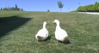 Başakşehir'de gölete bırakılmak istenen ördekler için İçişleri Bakanlığı devreye girdi