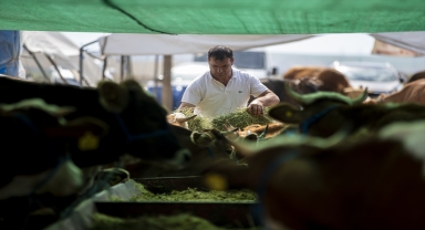 Başkentte hayvan pazarlarındaki kurbanlıkların büyük bölümü satıldı