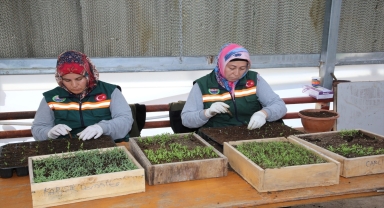 Belediyenin seralarında kadın eliyle yetiştirilen çiçekler Gölbaşına renk katıyor 
