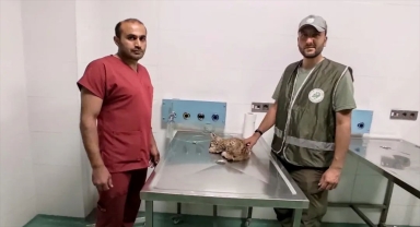 Beyşehir'de otomobilin çarptığı yaralı vaşak tedaviye alındı