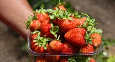 Bilimsel çalışmalara açtığı serasında yöreye uygun 6 çeşit çilek üretiyor